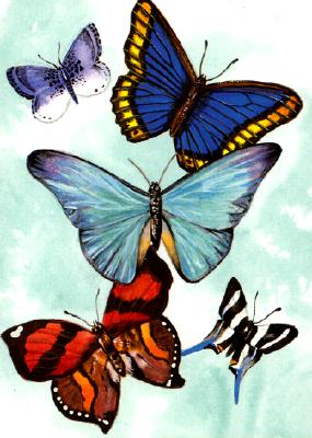 Image for Butterfly Notebook