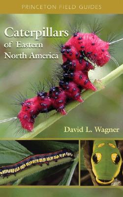 Princeton Field Guides Caterpillars Of Eastern North America