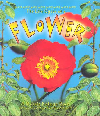 The Life Cycle of a Flower