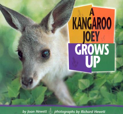 Image for A Kangaroo Joey Grows Up (Baby Animals)