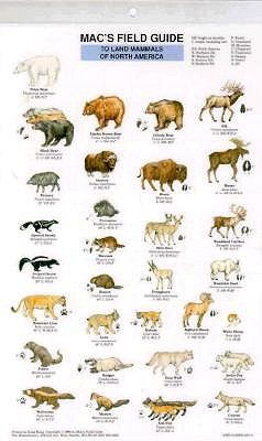 Land Mammals of North America (Mac's Guides)