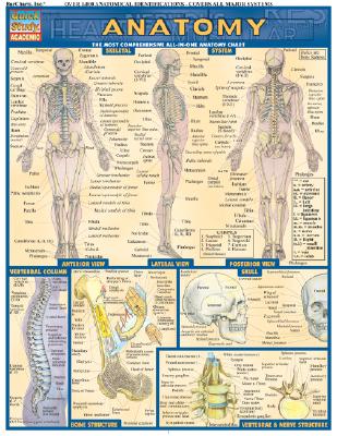 Bar Charts Anatomy Study Guide