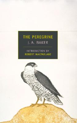 Image for The Peregrine