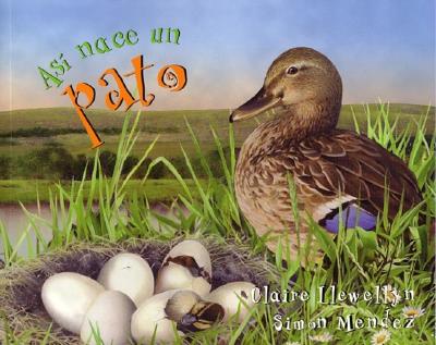 As Nace. Un Pato