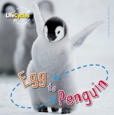 Egg to Penguin (LifeCycles)