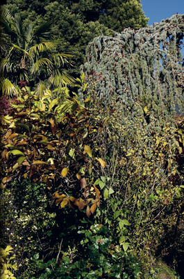 Nicolas Faure: The Order of Things (Edition Patrick Frey, 357)